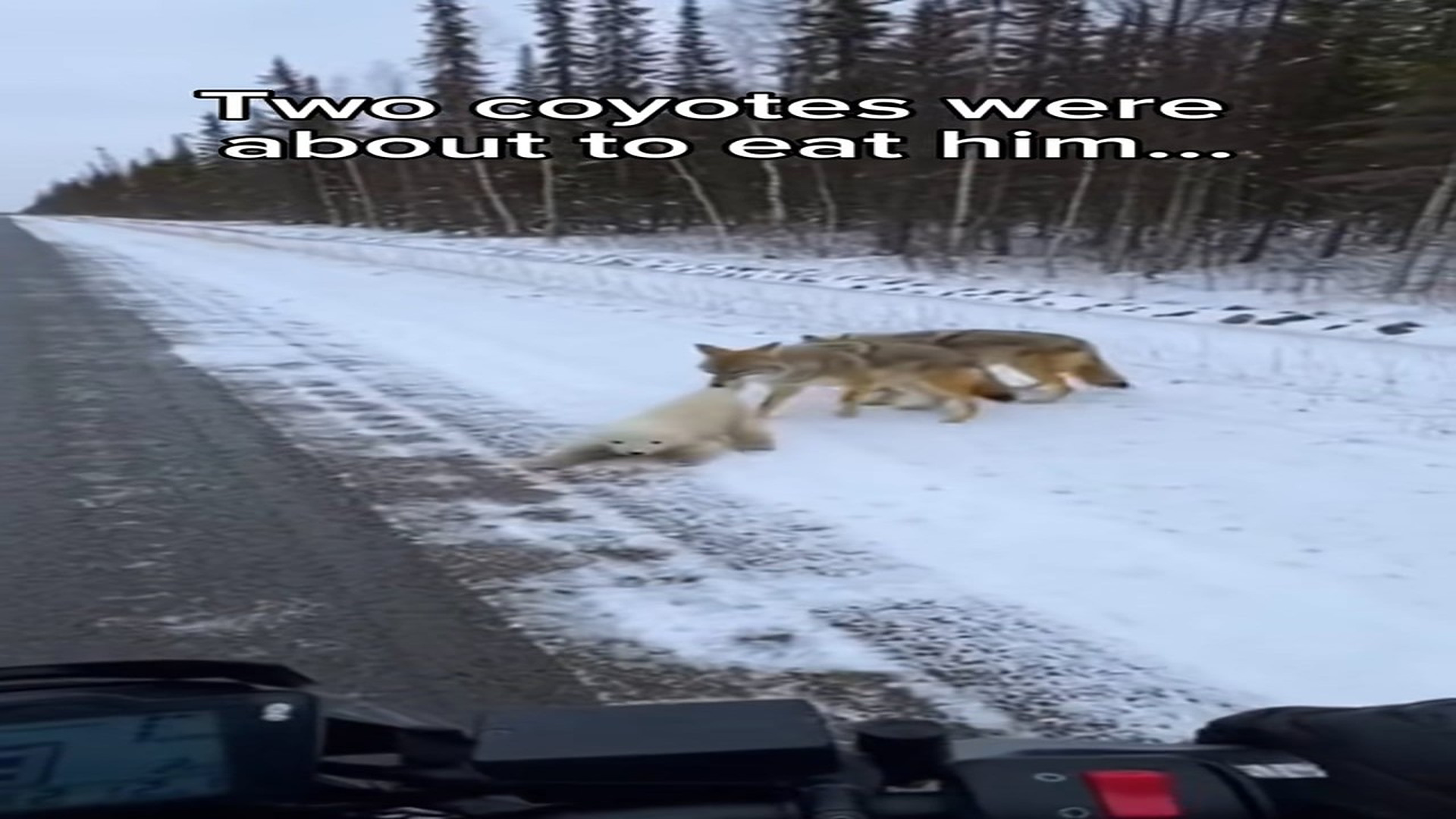 Full rescue here: T1410023_A Frightened Animal Finally Finds Safety
