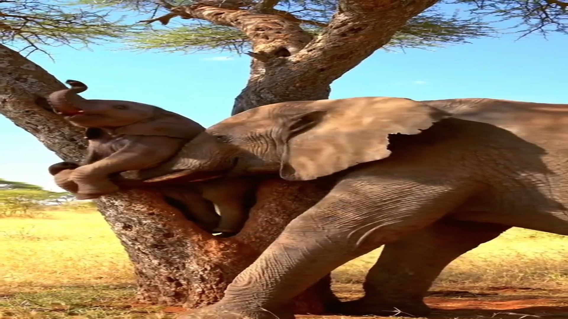 Full rescue here: T1410021_Trapped in Acacia Fork A Mother s Desperate Rescue