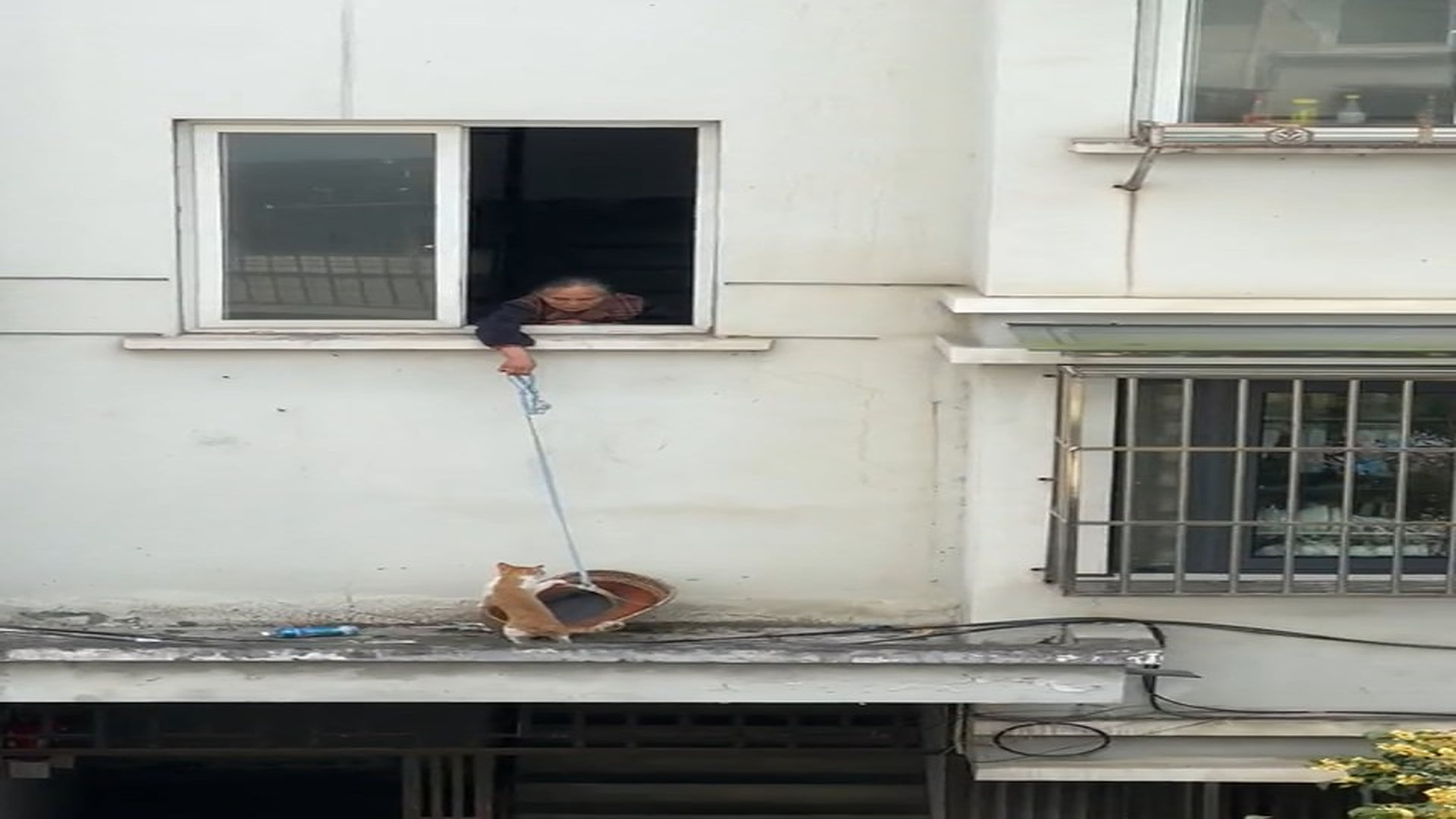 Full rescue here: T1610068_Abandoned Animal Begs For Food And Help