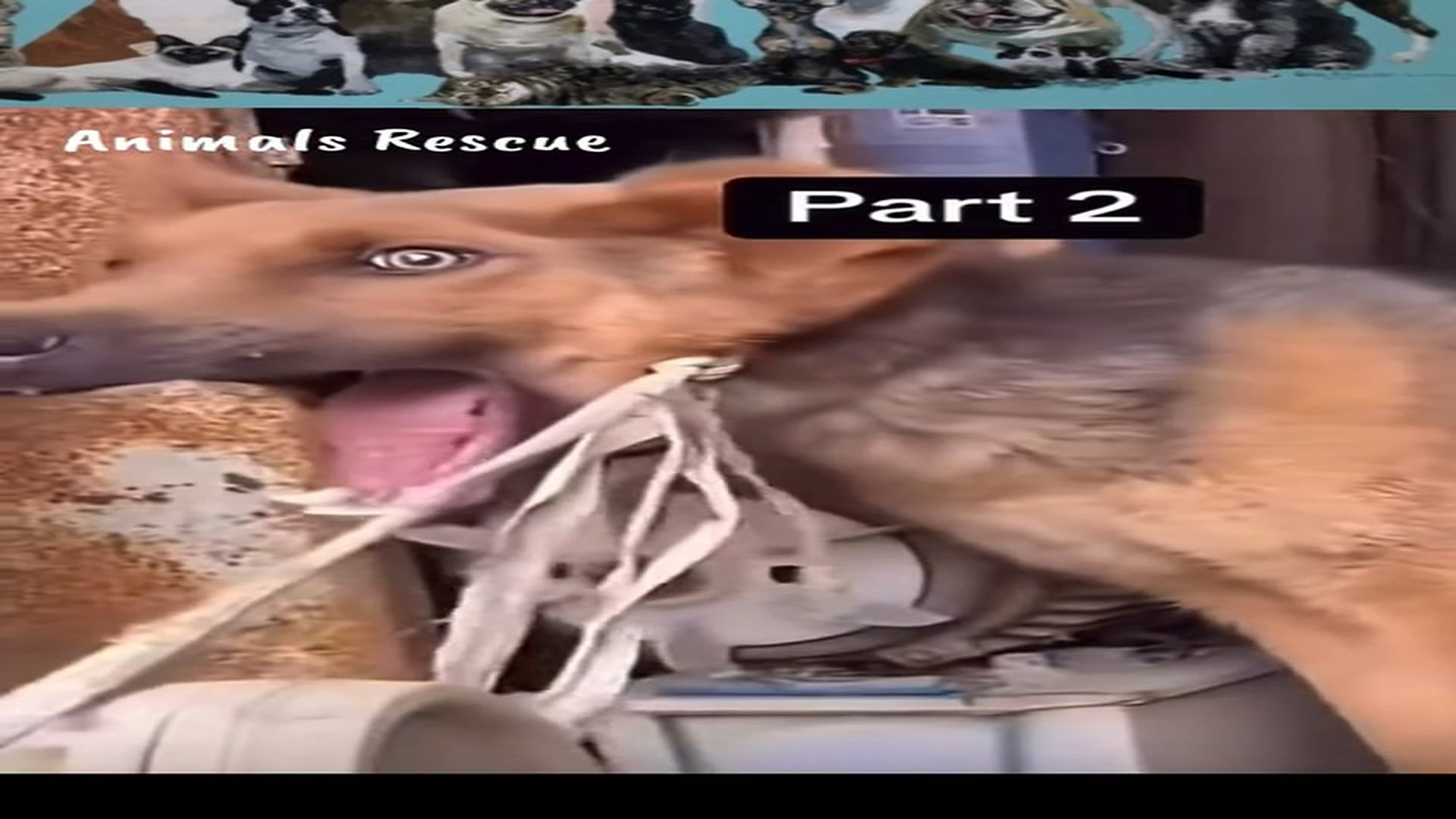 Full rescue here: T1610042_Tiny Animal Found Struggling To Survive