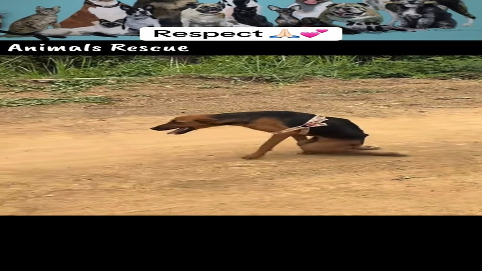 Full rescue here: T1610040_Helpless Animal Rescued Just In Time