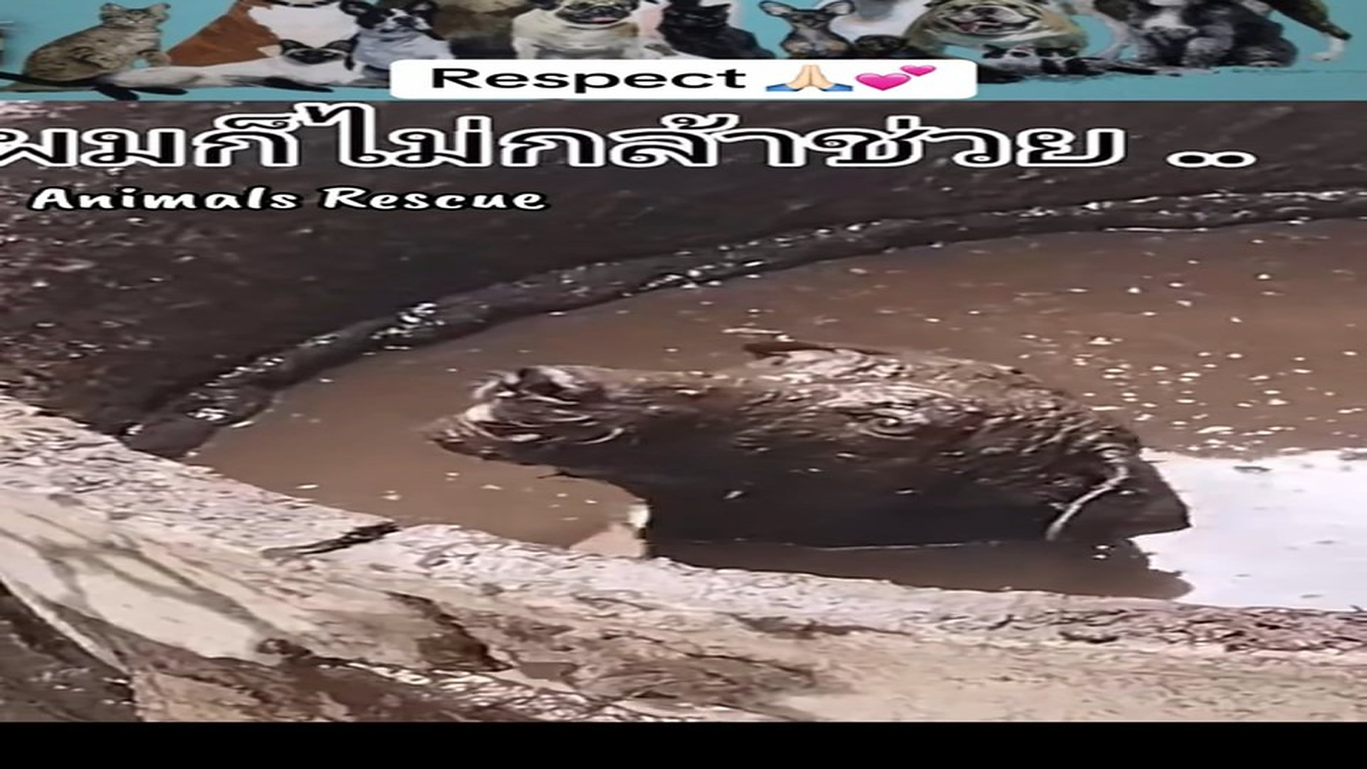 Full rescue here: T1610039_Heartbreaking Rescue Of A Helpless Animal