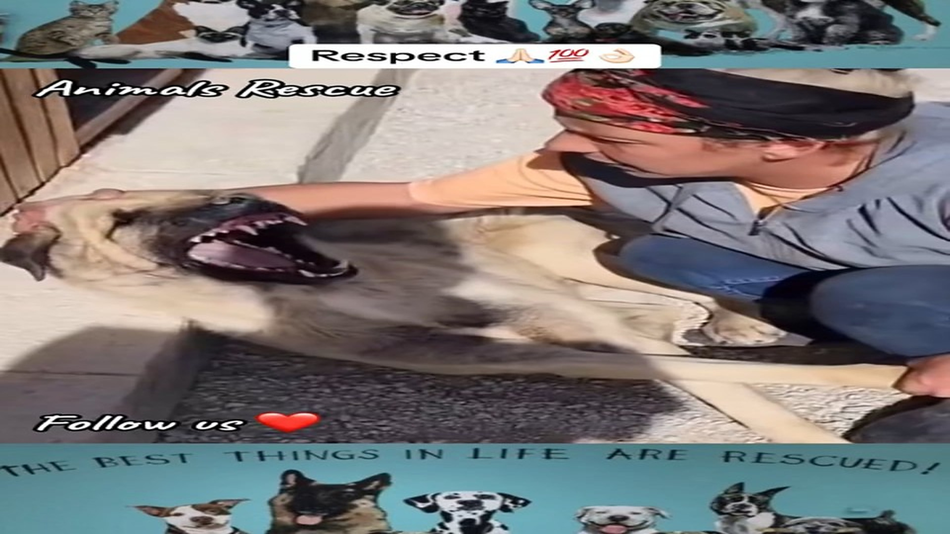 Full rescue here: T1610036_A Weak Animal Finally Finds Safety