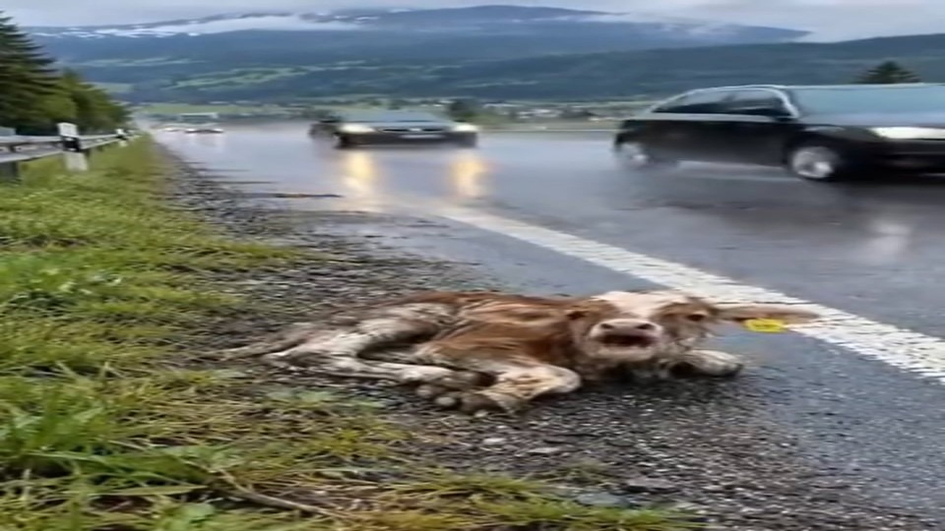 Full rescue here: T1610034_Animal Rescue Moment That Feels Like A Miracle