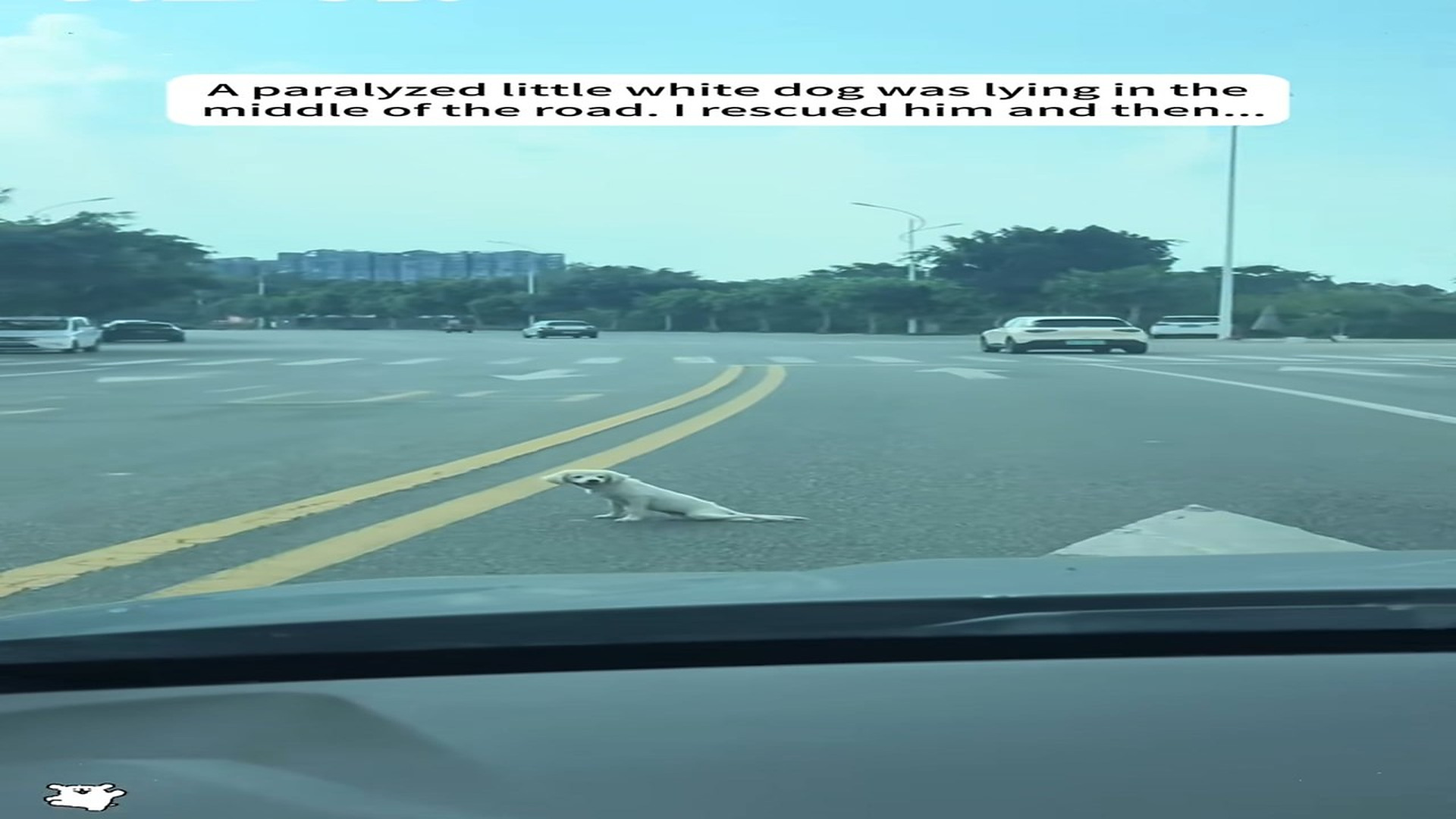 Full rescue here: T1610030_A paralyzed little white dog was lying in the middle of the road. I rescued him and then