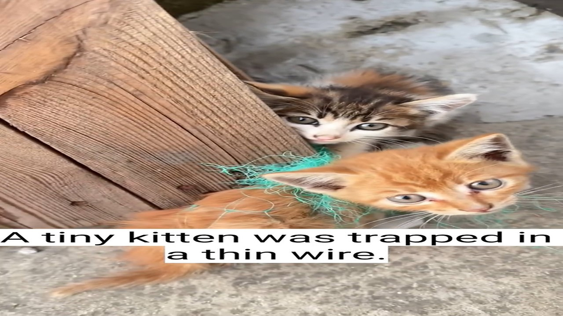 Full rescue here: T1610029_A helpless kitten became trapped in a thin wire couldn t escape. A