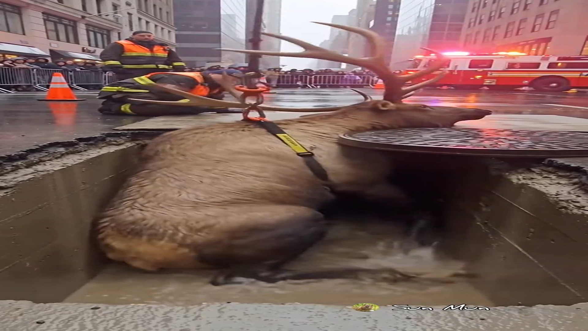 Full rescue here: T1610004_Moment Elk Finally Escaped Trap