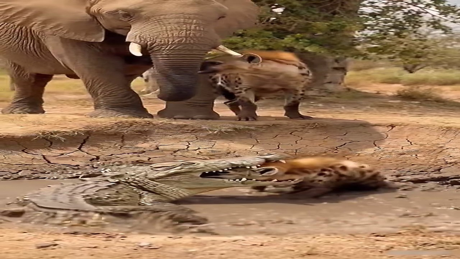 Full rescue story: T1910020_A crocodile moves toward a vulnerable hyena cub, but a protective mothe
