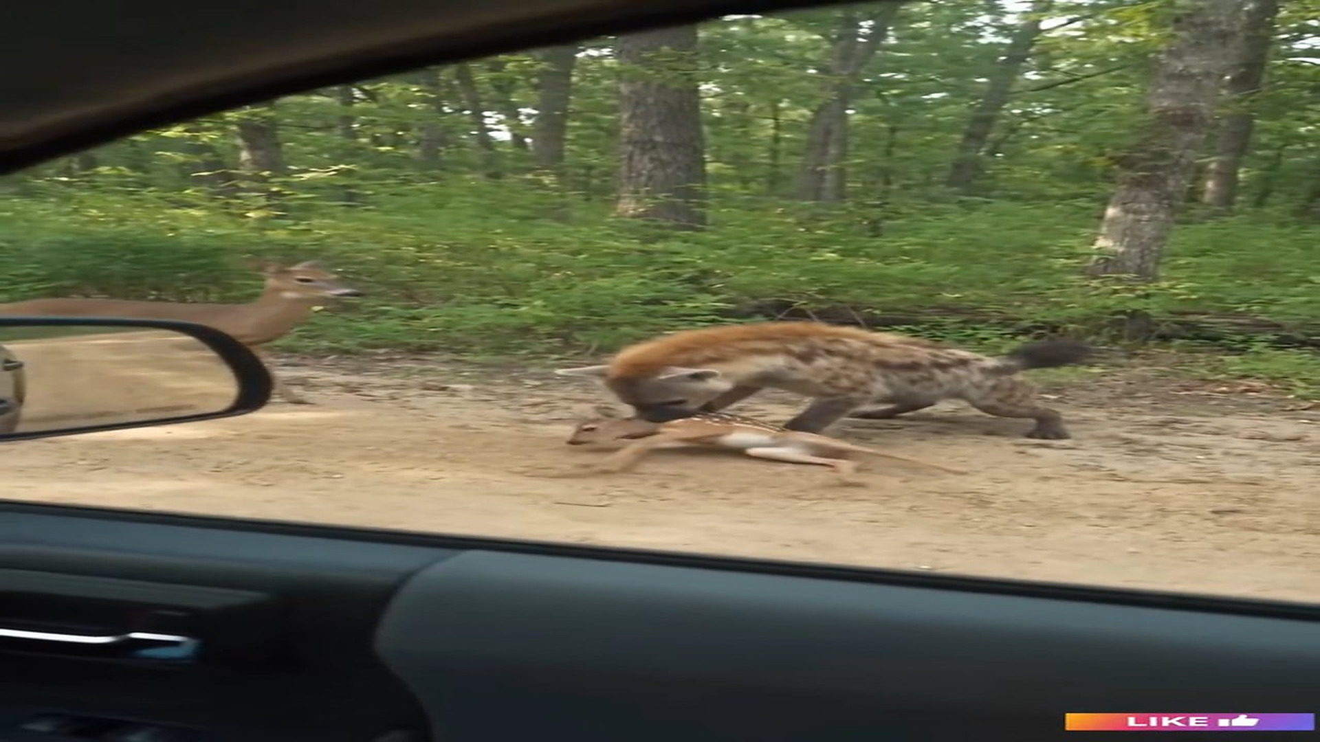 Full rescue story: T1910017_A Tiny Fawn Needed Help on a Snowy Trail! Ending Is So Heartwa