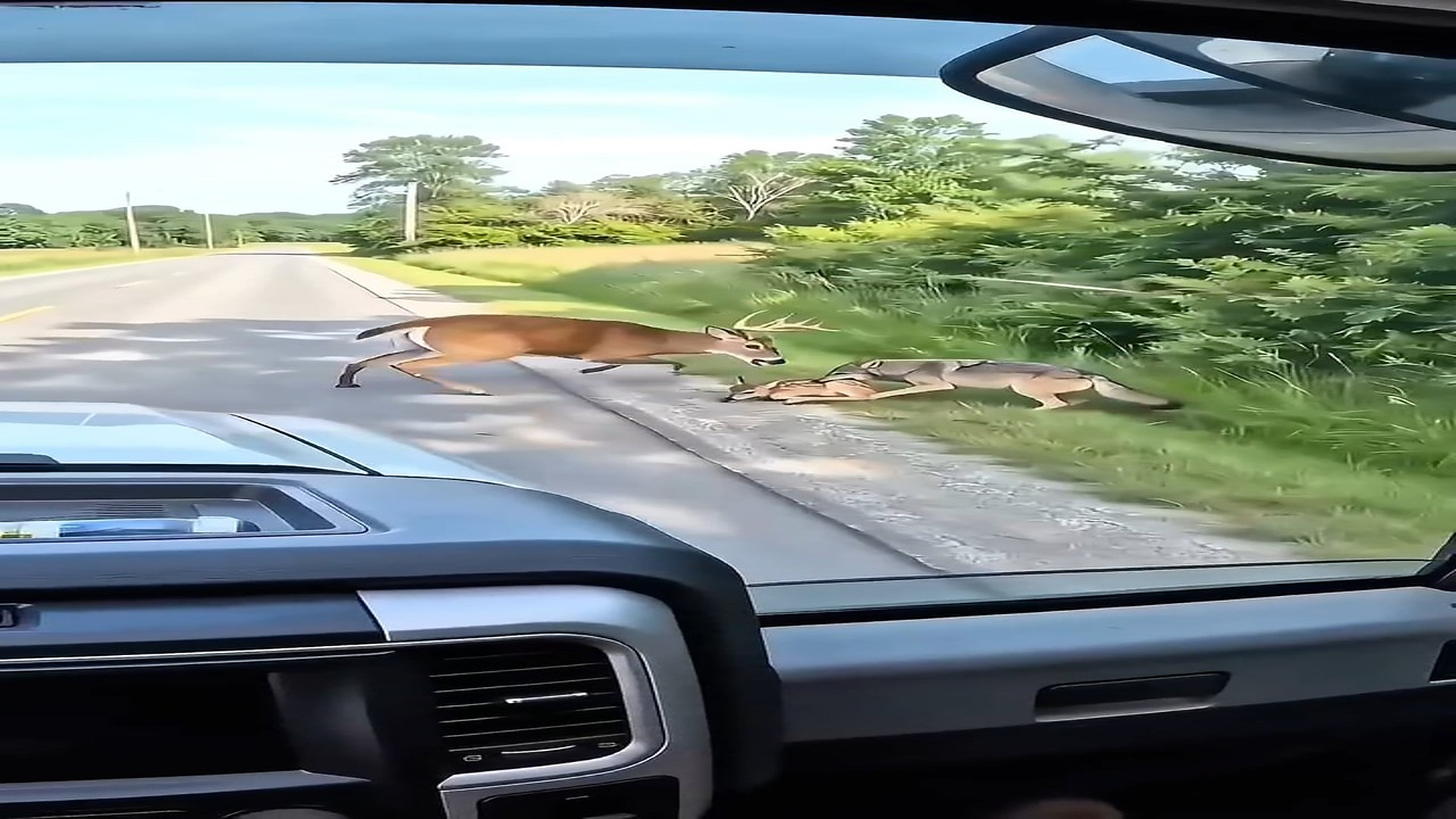 Full rescue story: T1910015_A Mother Deer Kicked My Truck to Save Her Baby! #AnimalRescue #Dee