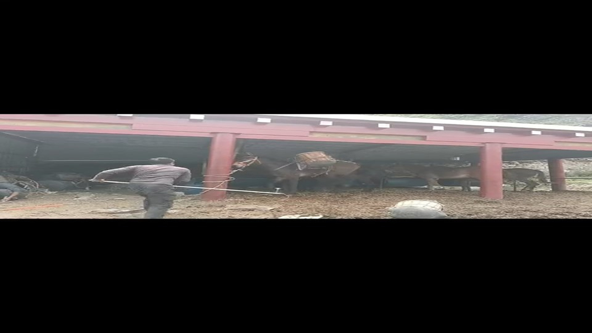 Full rescue story: T1910001_RESCUING the poor horse