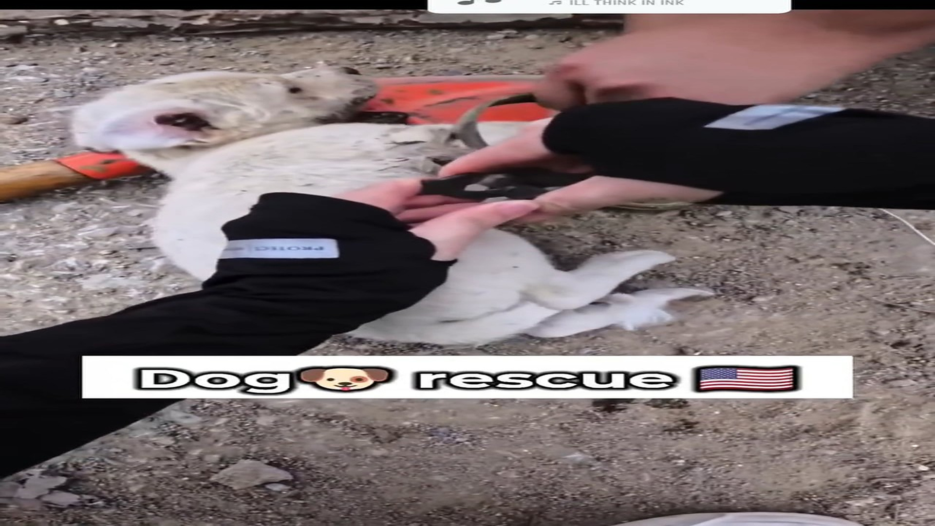Full rescue here: T2010003_Dog rescue 98