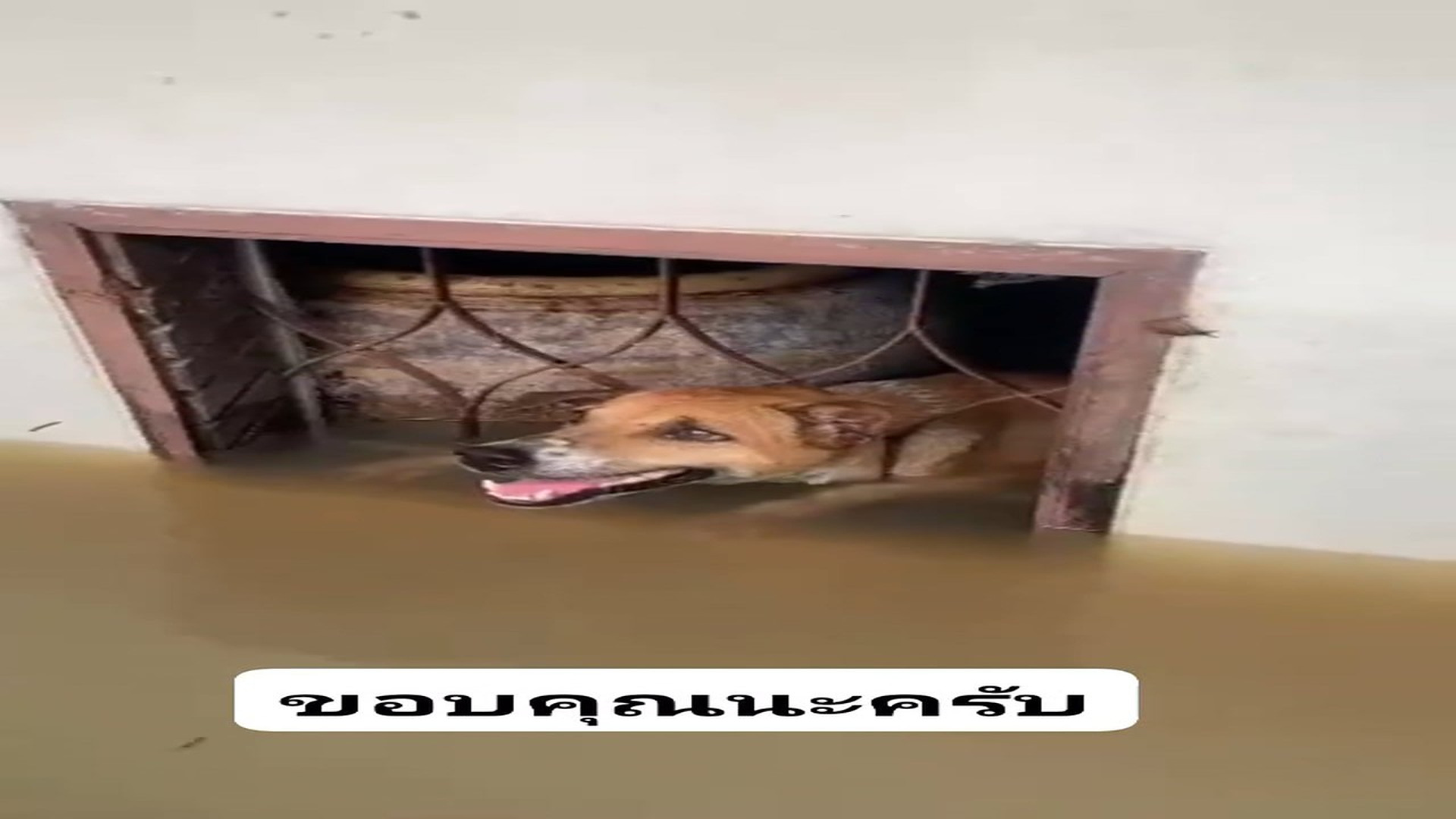 Full rescue here: T2010005_Story of a stray dog and feelings of gratitude and appreciation for a great heart