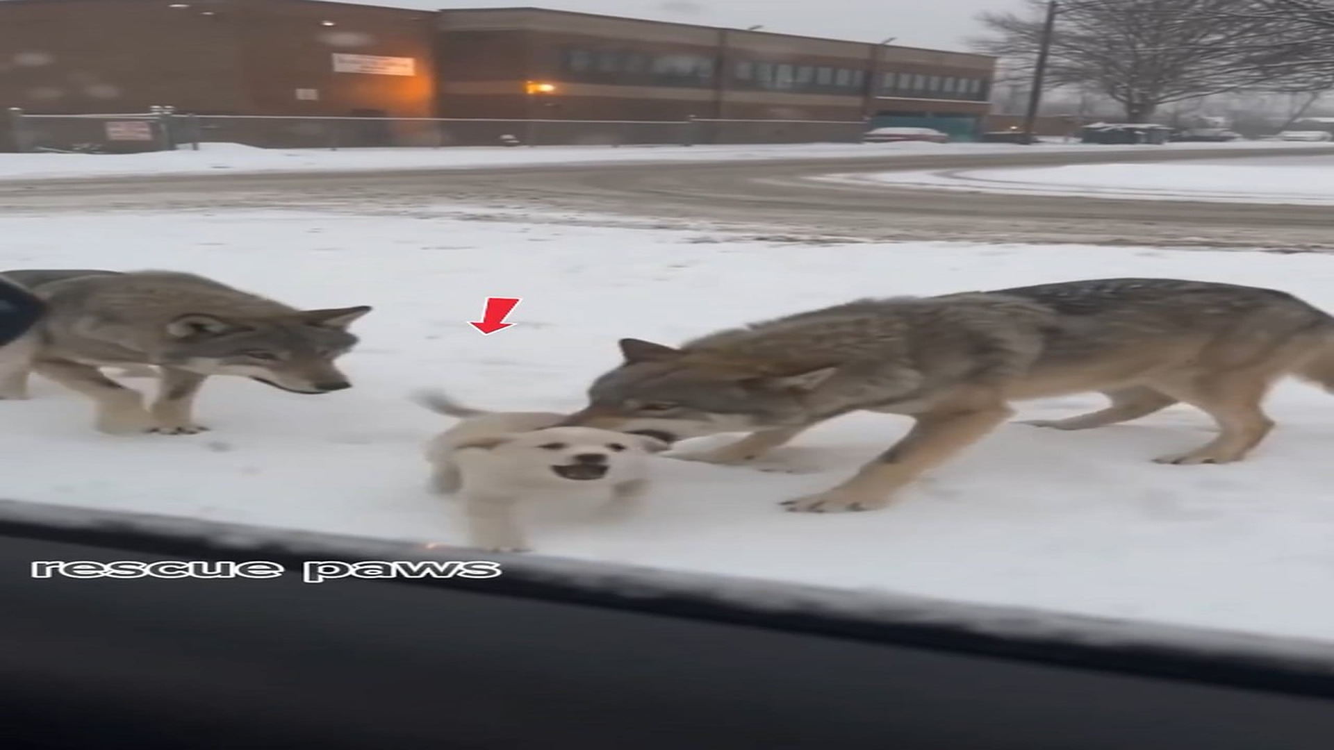 Full rescue here: T2010018_He Saved a Terrified Puppy Wolves