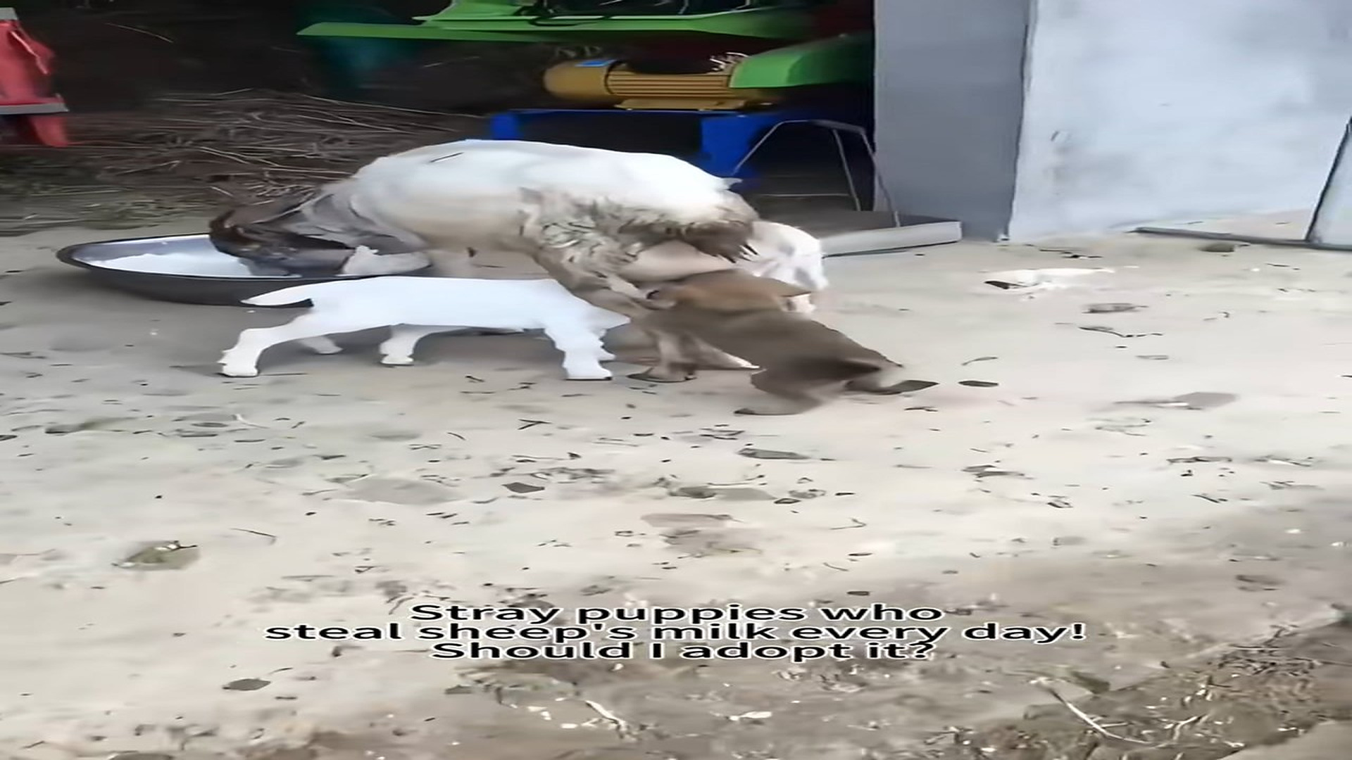 Full rescue here: T2310001_Abandoned Animal Begs For Food And Help