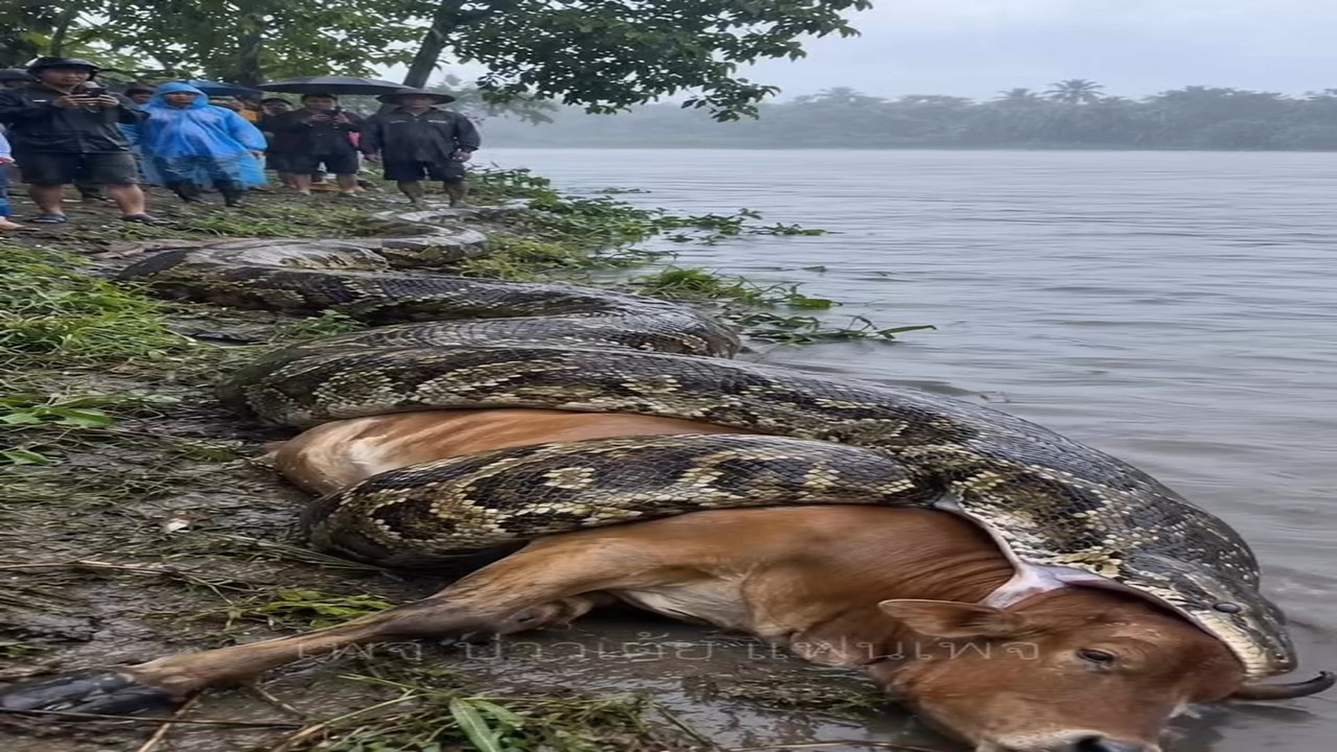 Full rescue here: T2310007_Jeong Lao Amaya Kasai is looking at a river so big it's shocking! #