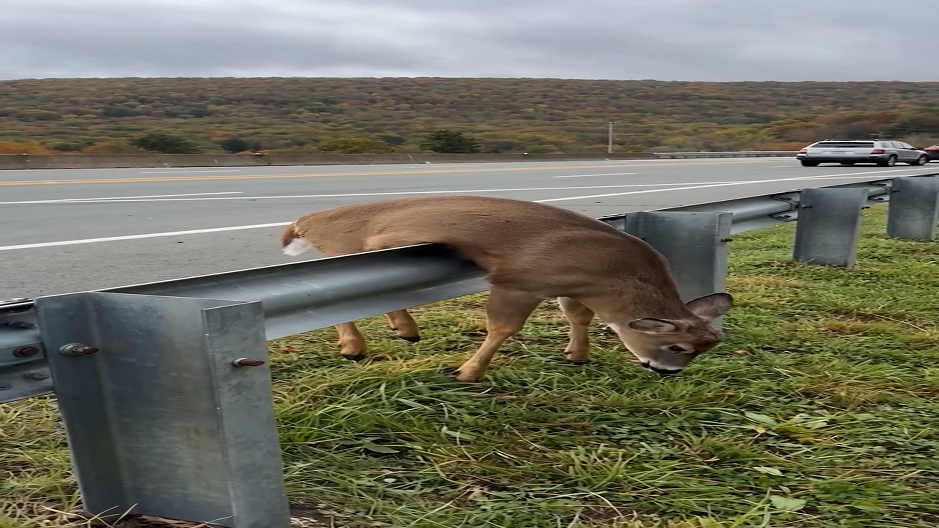 Full rescue here: T2310011_poor deer was caught in a painful struggle, sometimes simply ca