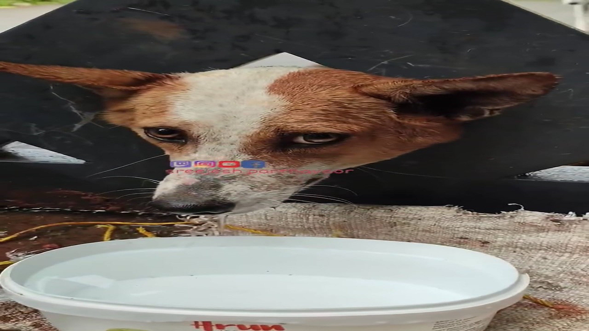 Full rescue here: T2310017_R