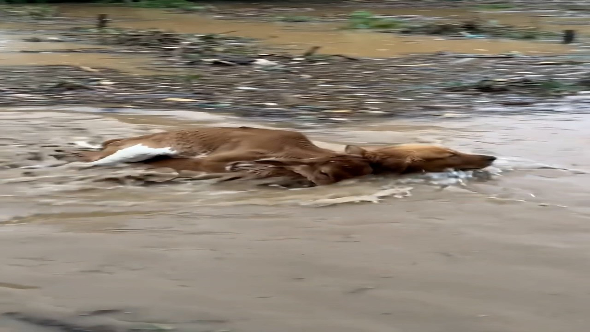 Full rescue here: T2310021_Hero dog saves a calf flood