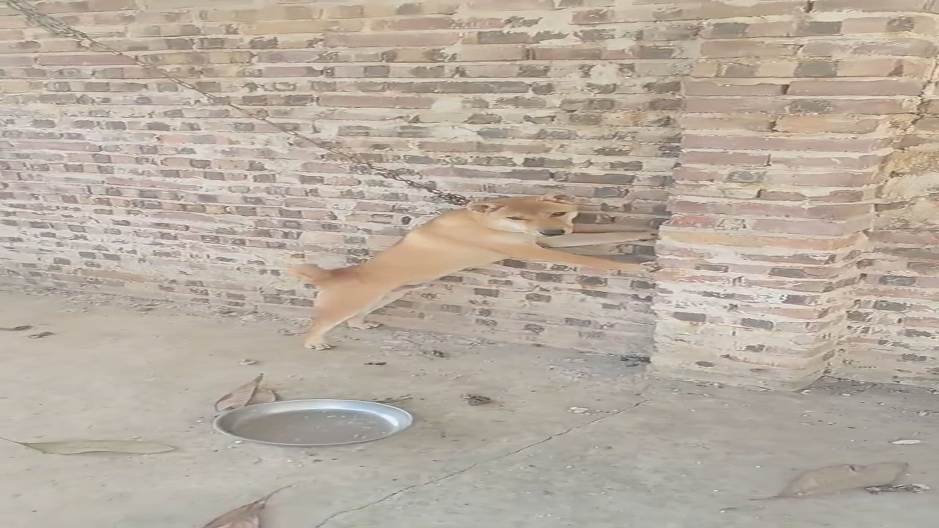Full rescue here: T2310033_This yellow dog with white face is very beautiful. The owner said that he wanted to kill him for meat. This stupid dog
