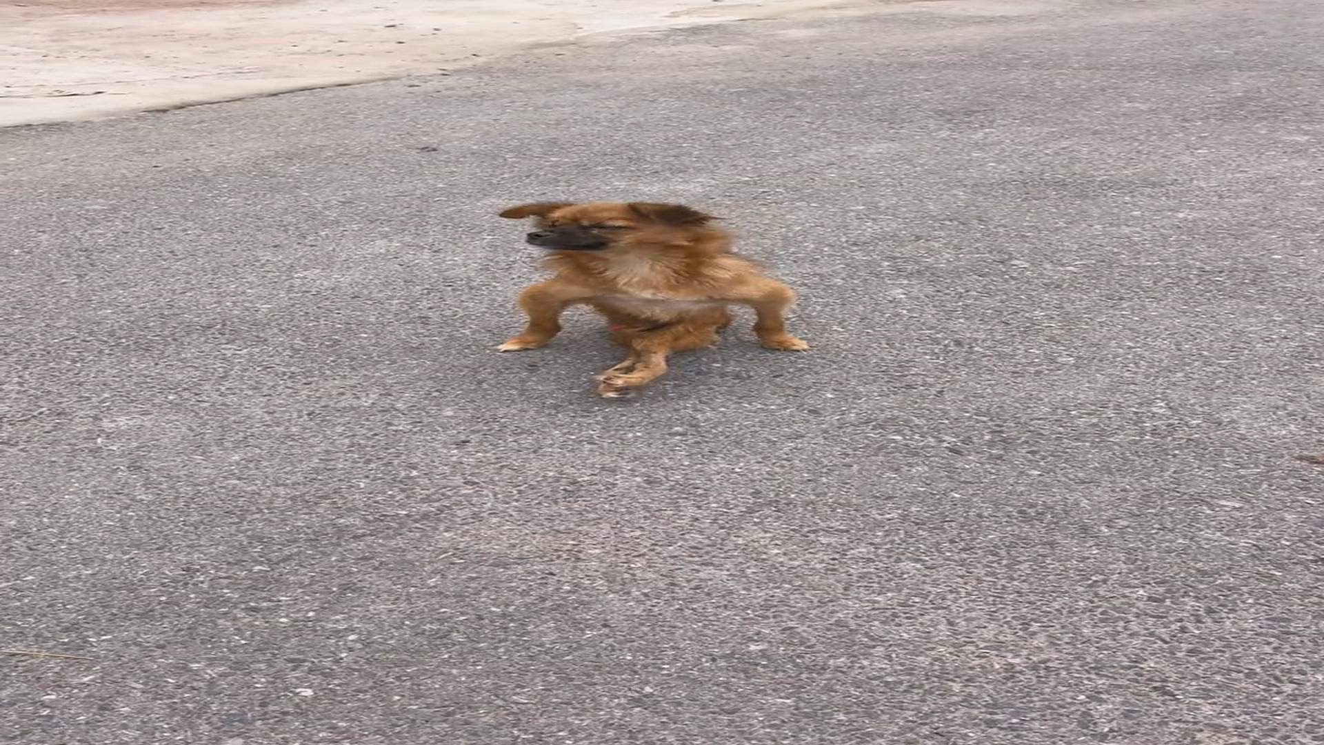 Full rescue here: T2310036_Abandoned Animal Saved From A Terrible Situation