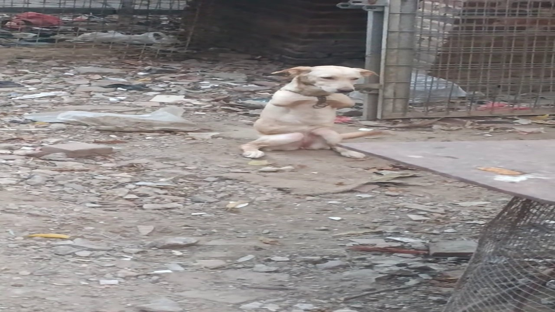 Full rescue here: T2310038_Abandoned Animal Starts A New Life After Rescue