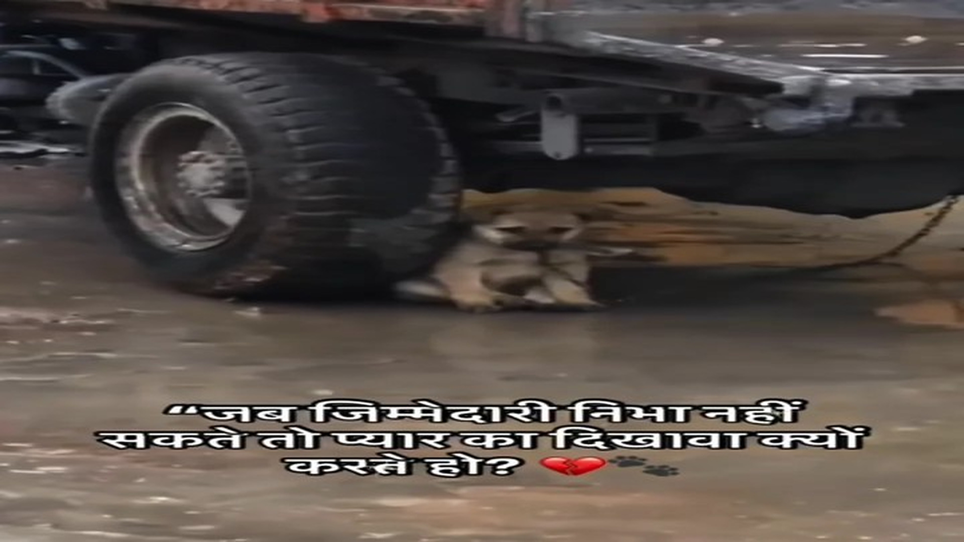 Full rescue story: T2510003_Rocky Atwal on Reels