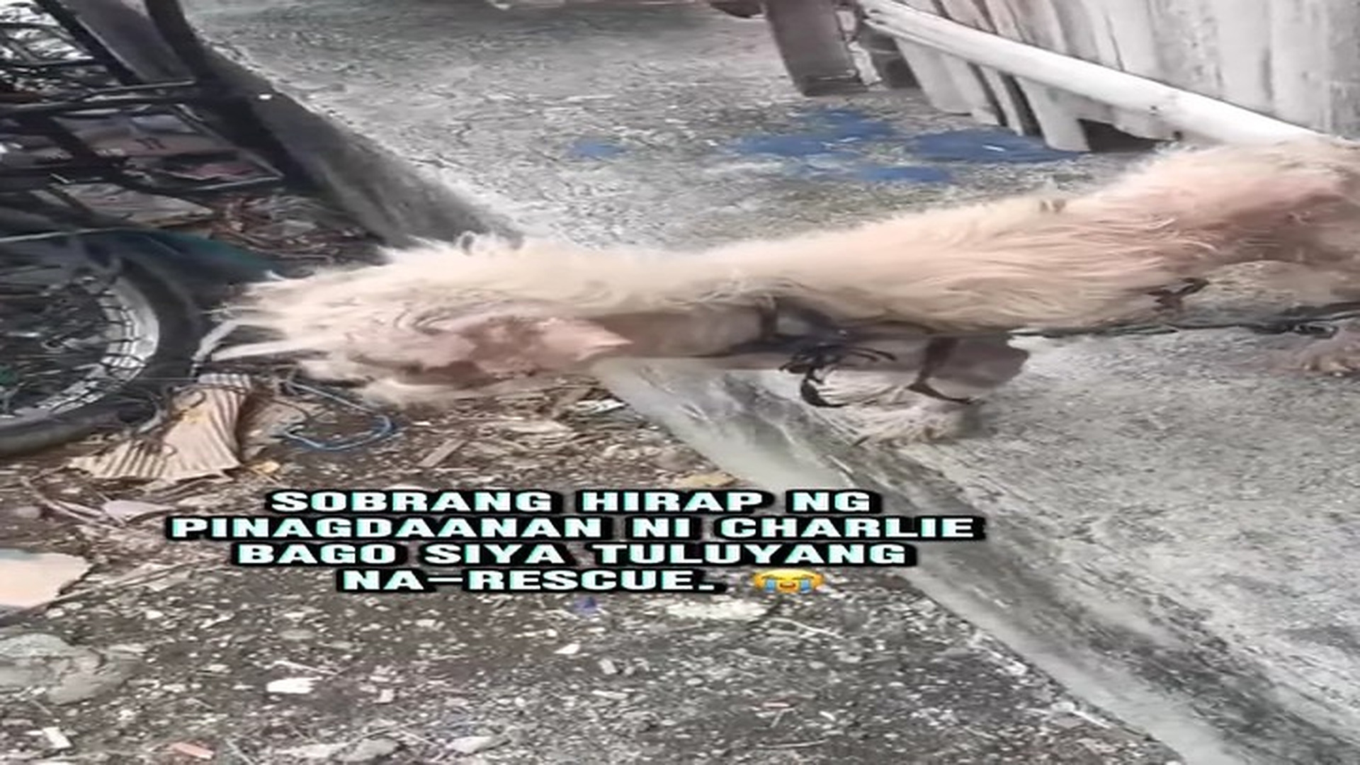 Full rescue story: T2510008_Charlie , rescued Muntinlupa city . Hope Abused Negle