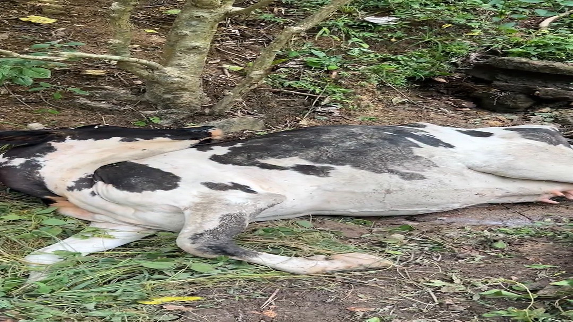 Full rescue story: T2510010_We couldn't recover it, we had to clear it so that Al wouldn't suffer anymore