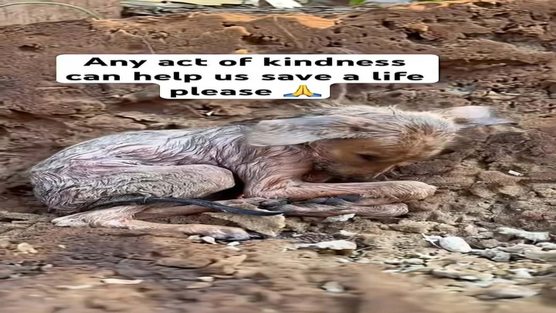 Full rescue story: T2510021_He Was Just a Stray Dog… Until Someone Decided to Save Him ��❤️ Description A stray dog was stru