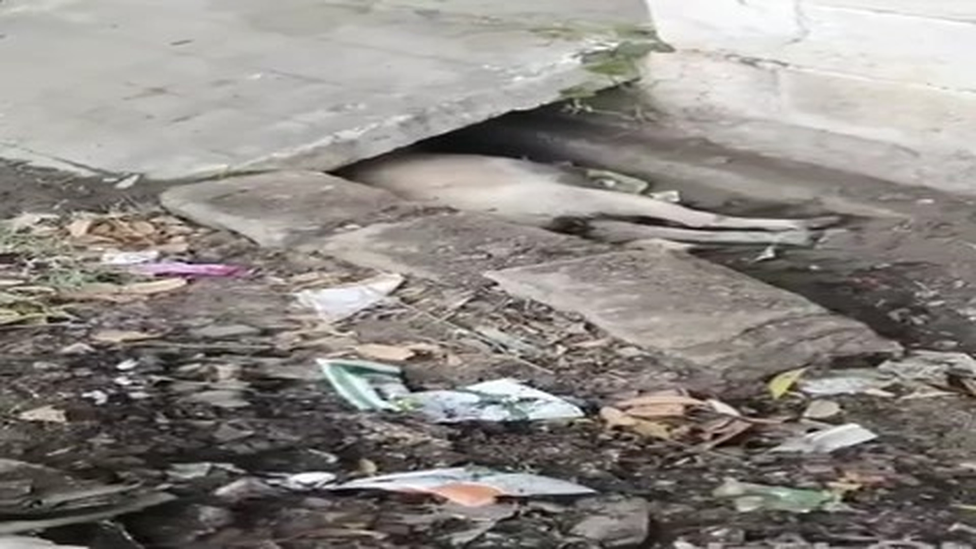 Full rescue story: T2510023_Pregnant Dog Hit by a Vehicle Was Crying for Help… �� What Happened Next Was Incredible Descriptio