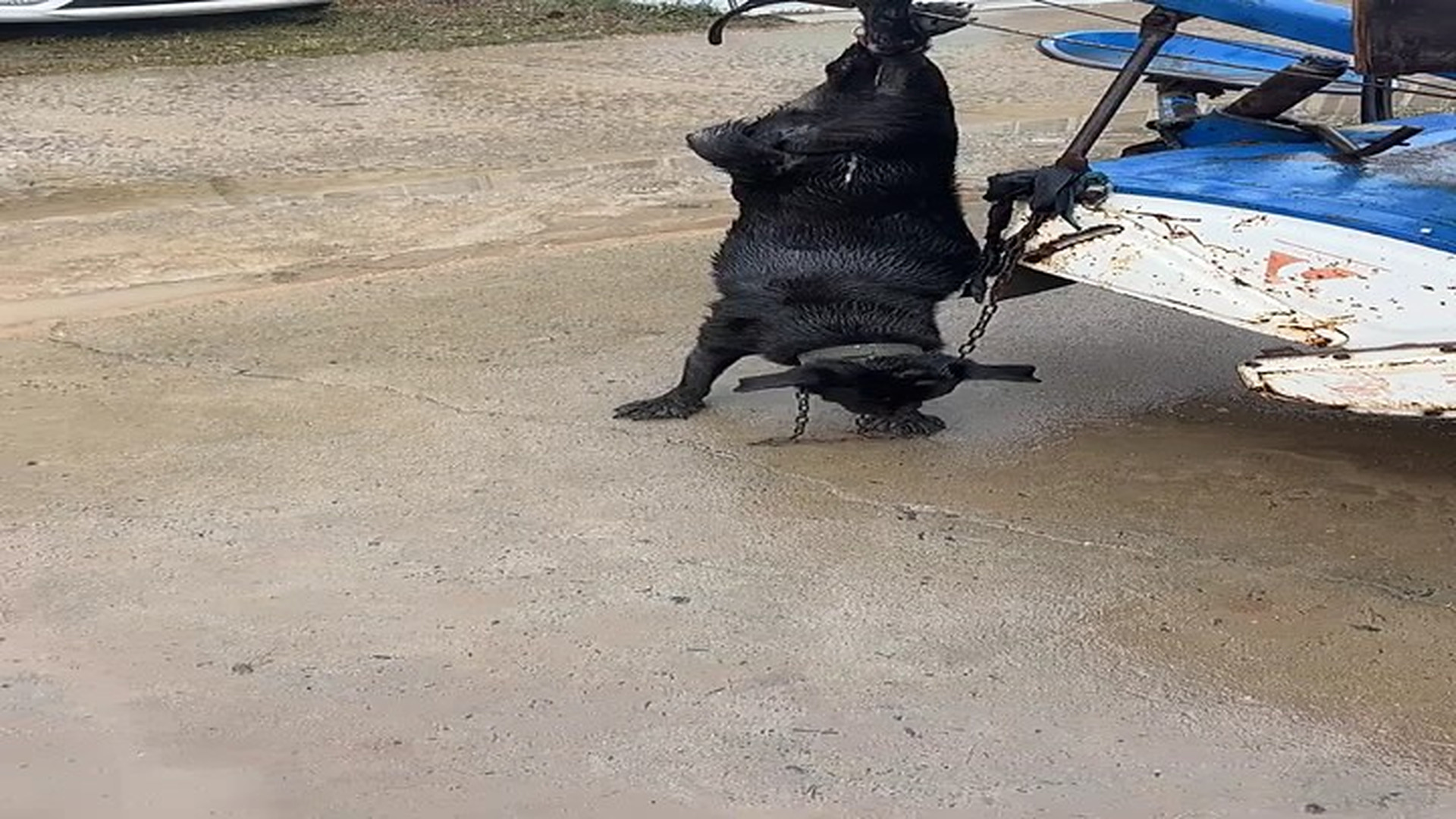 Full rescue story: T2510027_taivideonhanh com Video Douyin