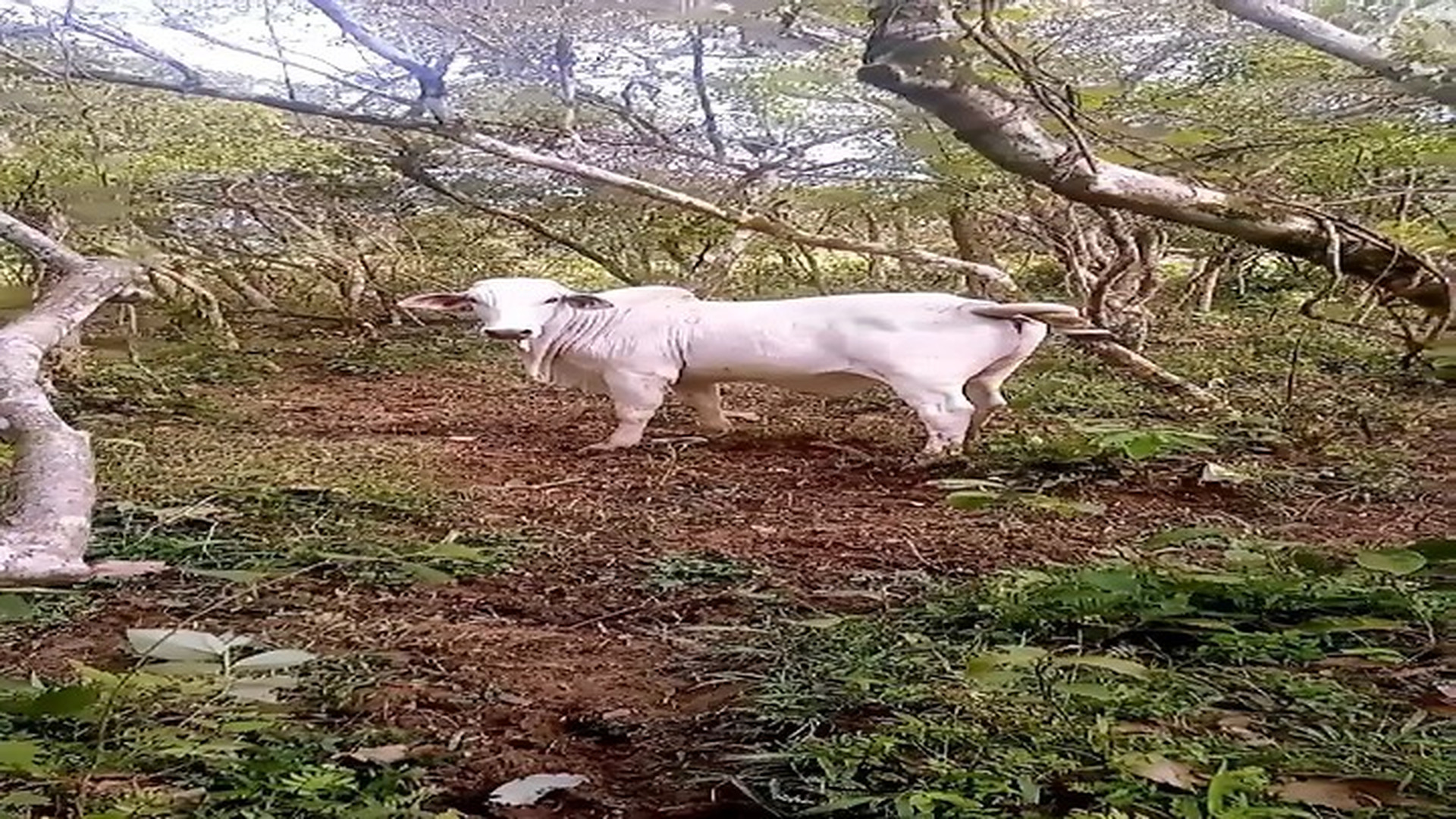Full rescue story: T2510028_Rescue trapped cow
