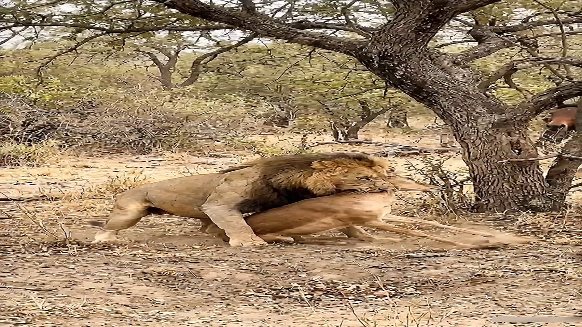 Full story here: T2810001_Jiraff fight horse