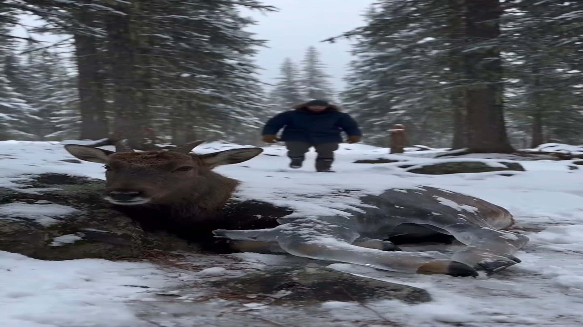 Full story here: T2810007_Deer s Legs Were Frozen Solid in Snow