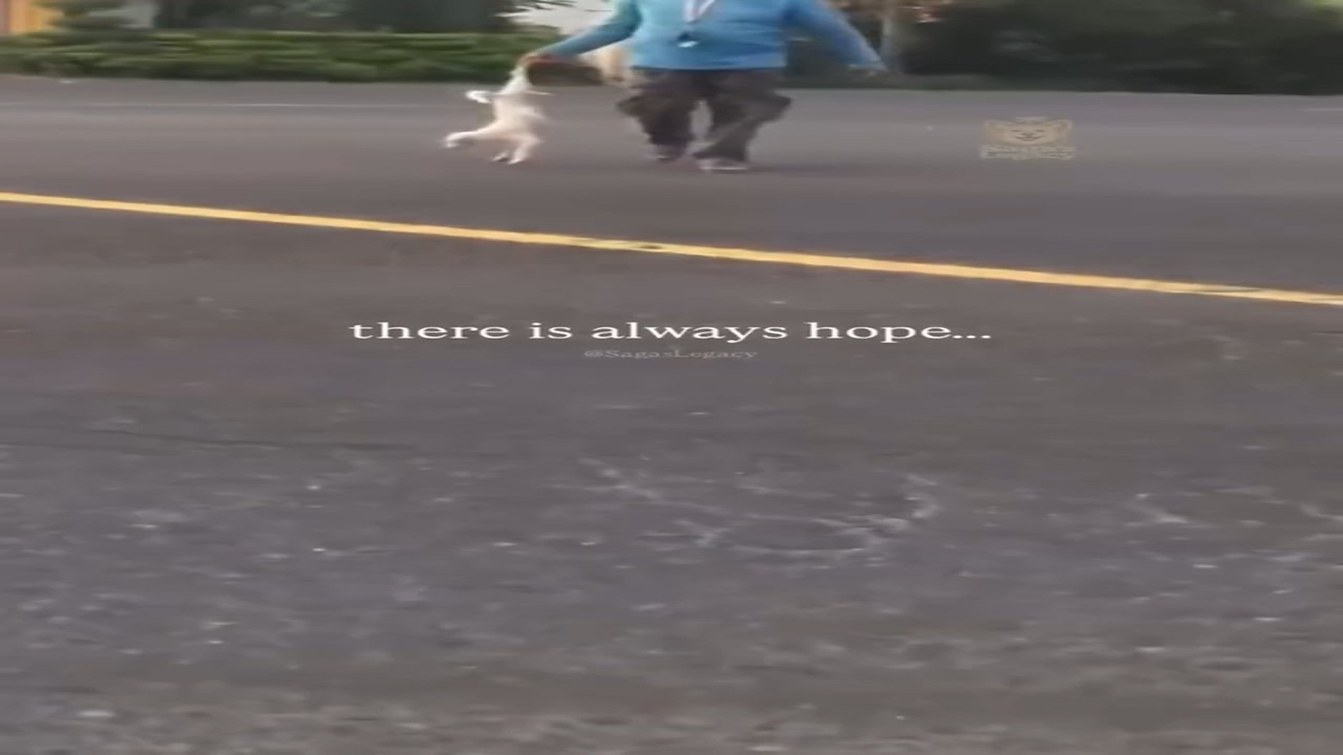 Full story here: T2810010_Rescue Stray Dog