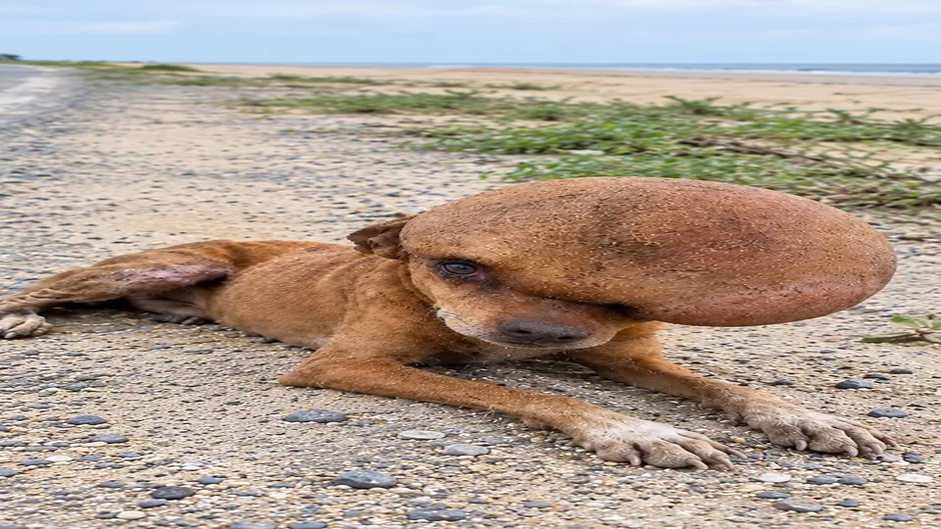 Full story here: T2810011_A Massive Tumor Reached His Brain Brave Dog Fought His Life U
