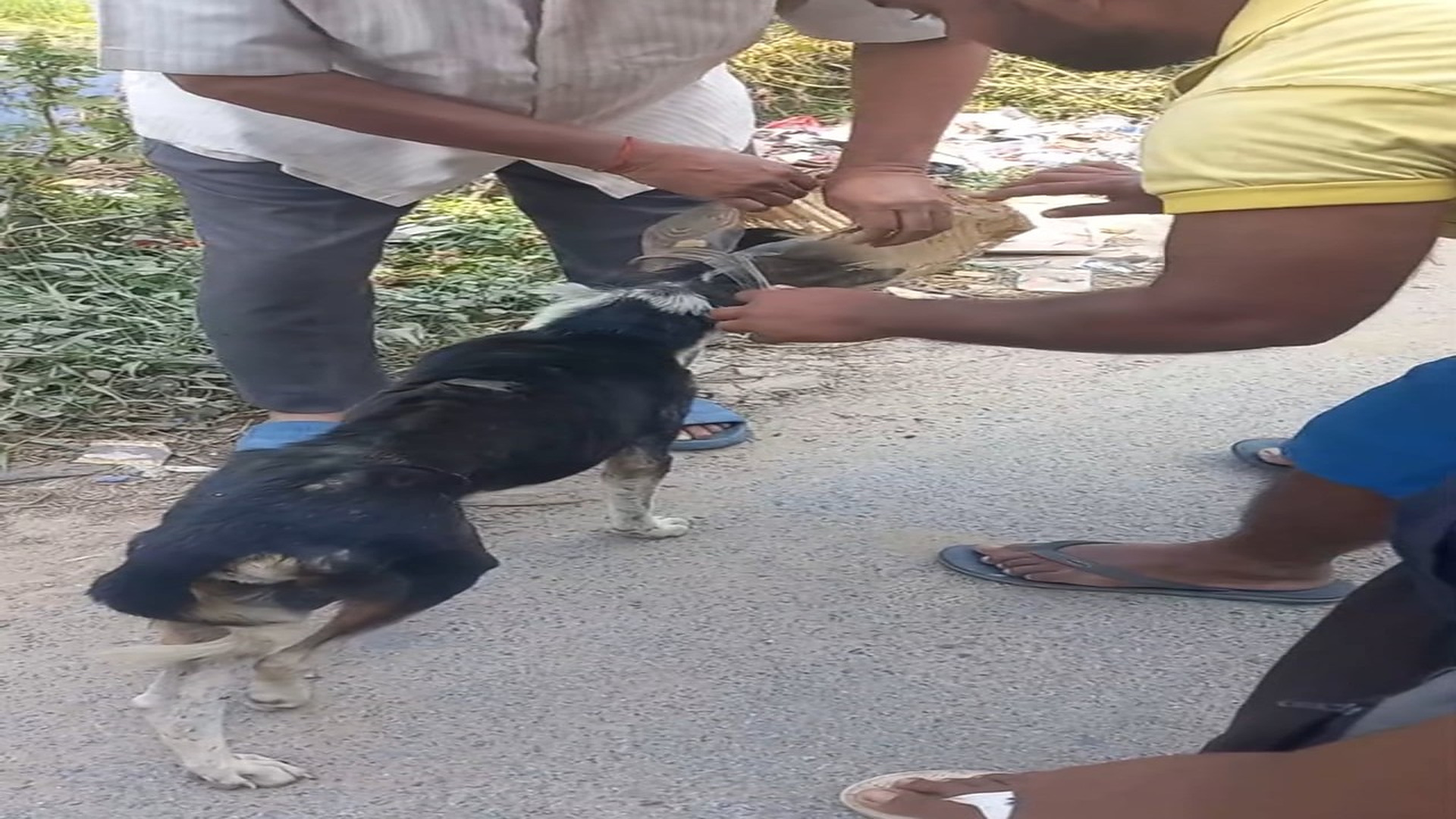 Full story here: T2810014_Show compassion towards living beings