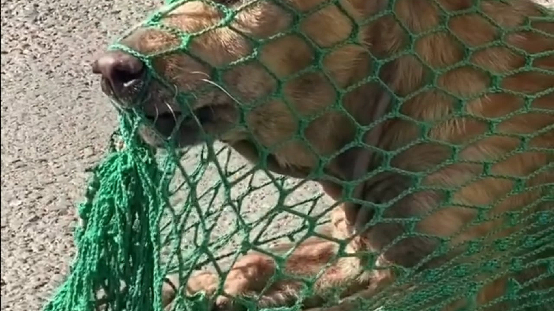 Full rescue here: T2910004_VIETNAM STUBBORN IRRESPONSIBLE DOG OWNERS. (Music) Saigon Officials con