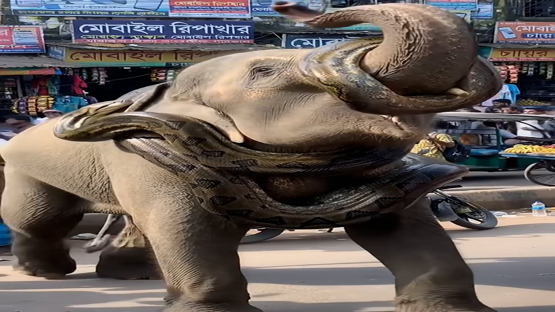 Full rescue here: T2910006_WHEN ANIMALS DECIDE TO SURPRISE HUMANS!