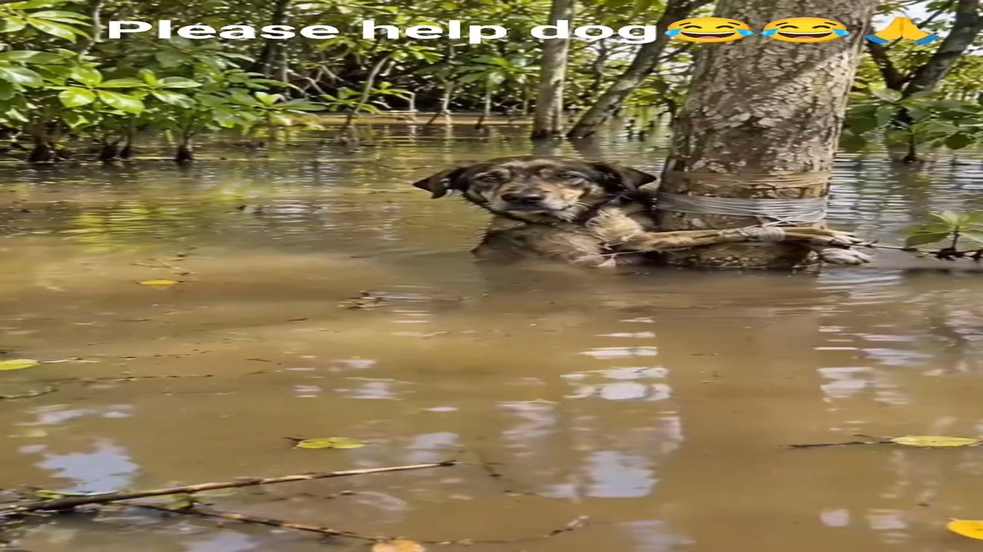 Full rescue here: T2910009_Please dog support