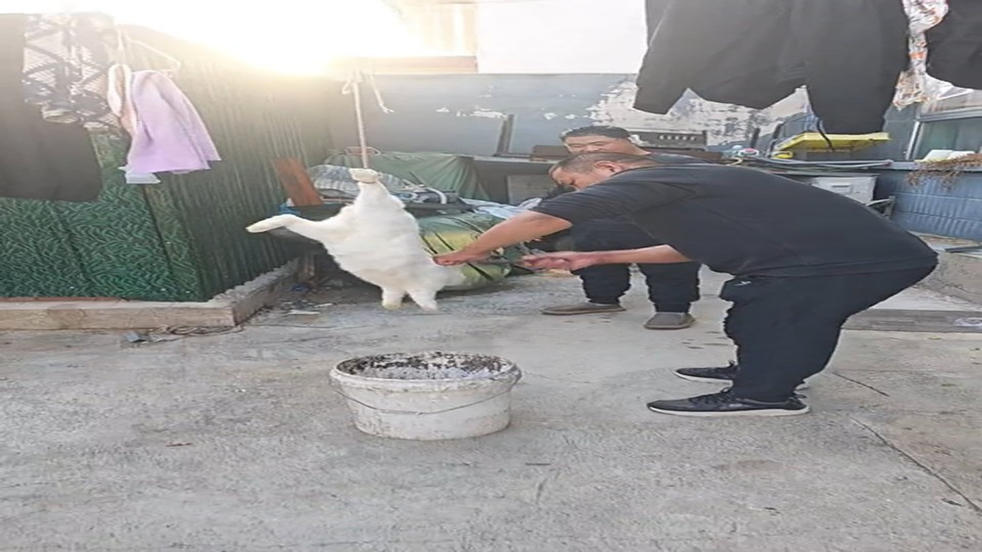 Full rescue here: T3010013_Rescue Rabbit