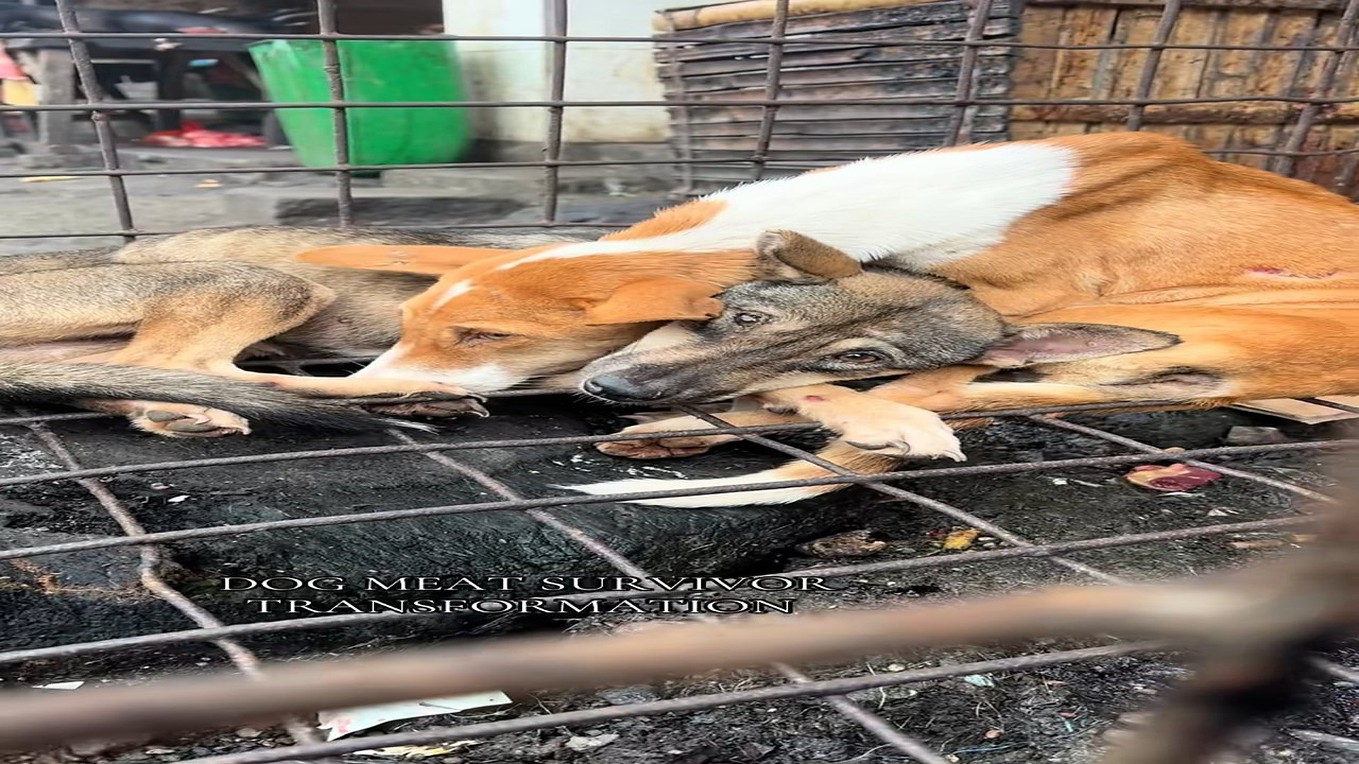 Full rescue here: T3010007_Desperate Animal Finally Gets The Help It Needed