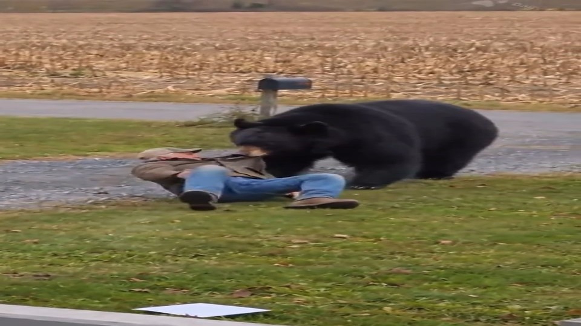Full rescue story: T3110020_A black bear� knocked down my husband in our yard then we saw what was stuck in the middle of th