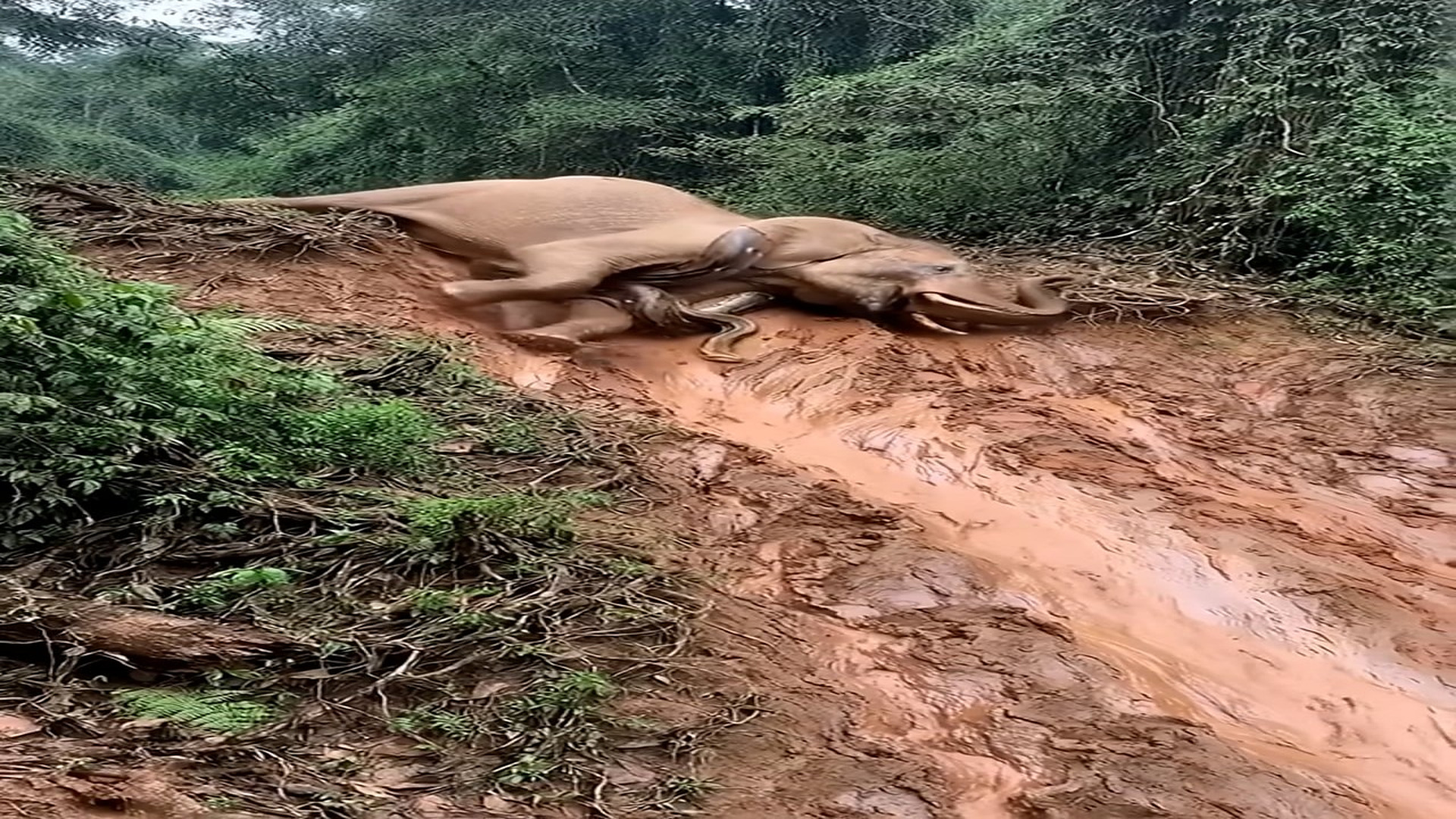 Full rescue story: T3110019_Fierce Cobra Attacks an Elephant in a Brutal Jungle Battle!