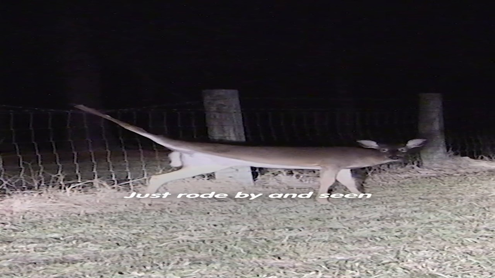Full rescue story: T3110018_man saves a deer badly trapped in a fence! Sassy