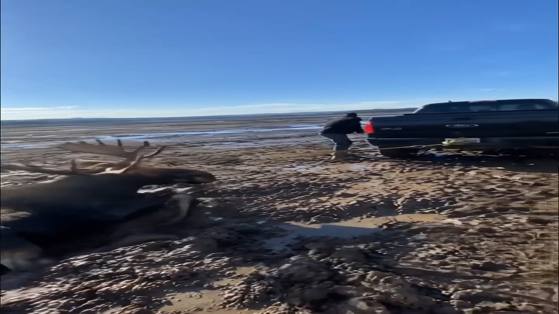 Full rescue story: T3110017_pt.3 isn t a movie, it s real life. A one ton moose, stuck so dee