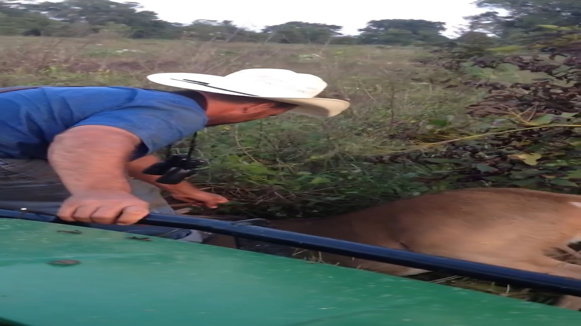 Full rescue story: T3110010_man frees bucks tangled antlers! Sassy