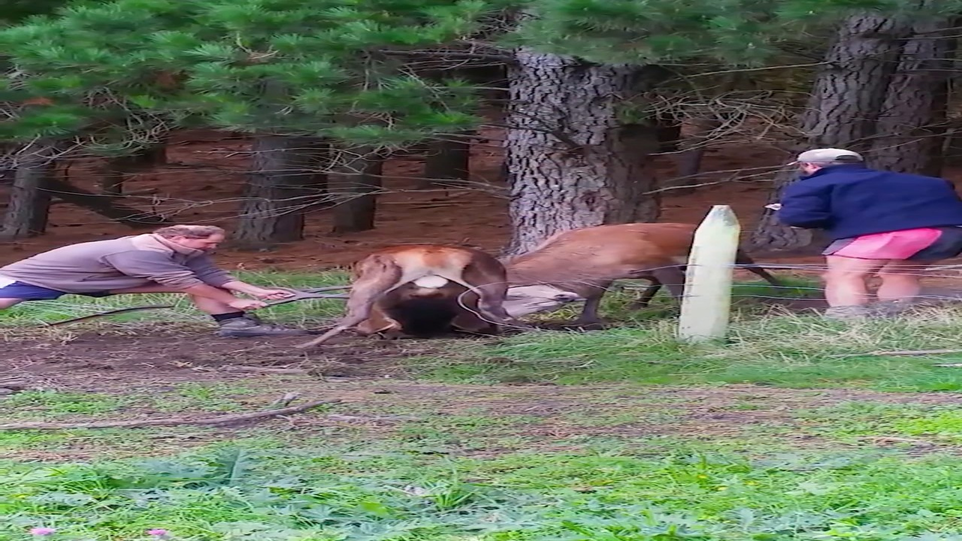 Full rescue story: T3110009_These two deer were badly tangled together! Sassy