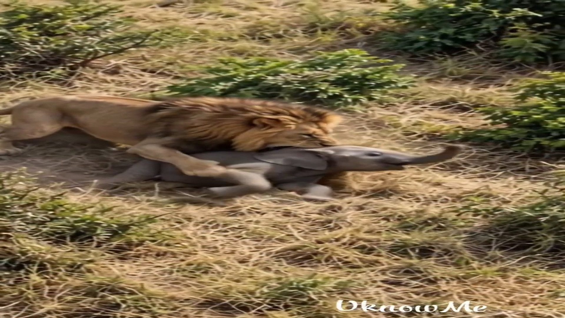 Full rescue story: T3110008_A mother s fury knows no limits! When a lion attacks her baby, fea